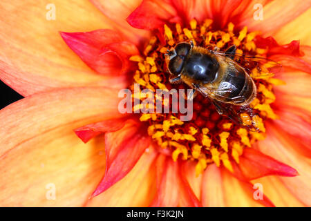 Leeds, Regno Unito. 08 ott 2015. Dopo una settimana di tempo umido il sole splendeva infine oggi evidenziando i bellissimi colori autunnali a golden acre park vicino a Leeds, West Yorkshire.Questo hover-fly era occupato impollinare un Fiore Dahlia testa. prese il 8 ottobre 2015. Credito: Andrew gardner/alamy live news Foto Stock