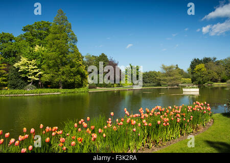 Regno Unito, Inghilterra, Yorkshire East Riding, Pocklington, Burnby Hall Gardens, tulipani crescente sulle rive del lago Foto Stock