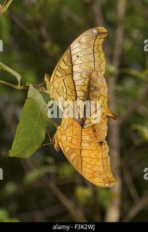 Cruiser, Vindula erota (Fabricius, 1793), Nymphalidae, Agumbe ARRSC, Karnataka, India Foto Stock