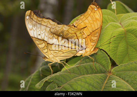 Cruiser, Vindula erota (Fabricius, 1793), Nymphalidae, Agumbe ARRSC, Karnataka, India Foto Stock