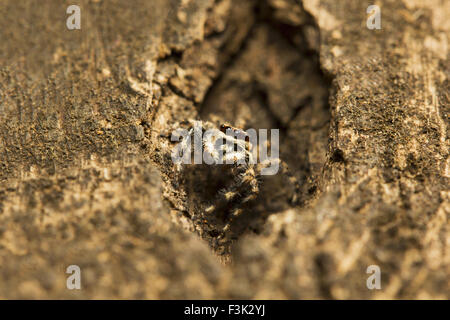 Jumping spider, Salticidae, Aarey colonia di latte di Mumbai, India Foto Stock