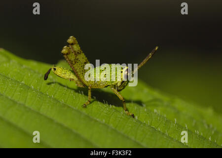 Grasshopper, Acrididaeÿ, Aarey colonia di latte di Mumbai, India Foto Stock