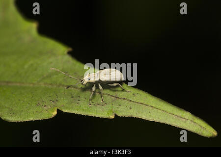 Bug, Aarey colonia di latte di Mumbai, India Foto Stock