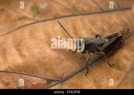 Grasshopper, Aarey colonia di latte di Mumbai, India Foto Stock