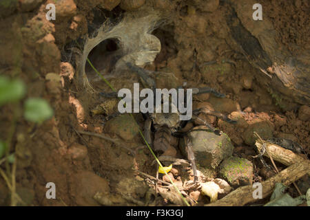 Indian violetta, Chilobrachys fimbriatus, Tharaphosidae, Aarey colonia di latte di Mumbai, India Foto Stock