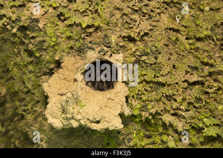 Spider, Nemesiidae, Gumti, Tripura , India Foto Stock