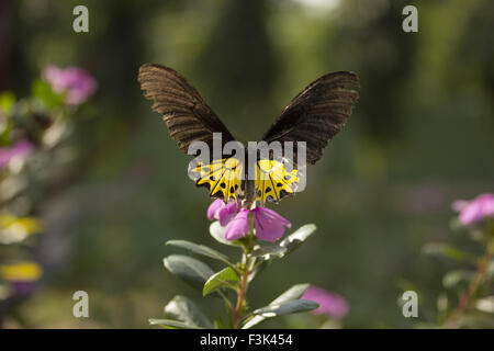 Birdwing comune, Troides helena, Papilionidae : Swallowtails, Gumi, Tripura , India Foto Stock