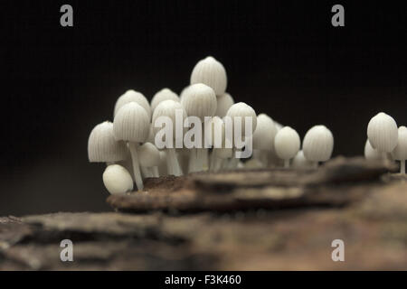 Testa a fungo, Gurjee, Tripura , India Foto Stock