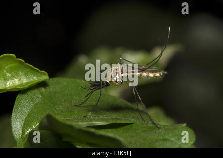 Zanzara, Culicidae, le BCN, Bangalore , India Foto Stock