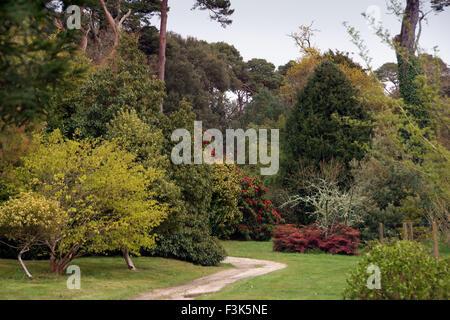 Tregothnan Estate Gardens, Cornwall, famoso per le sue camelie e crescente tè inglese. un fiore del Regno Unito il giardino di piante di tè Foto Stock