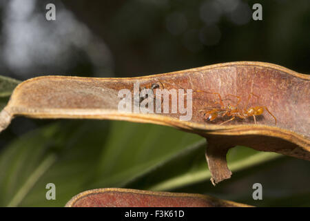Ant mimic spider e ant mimic bug, Myrmarachne sp, Salticidae, Bangalore , India Foto Stock