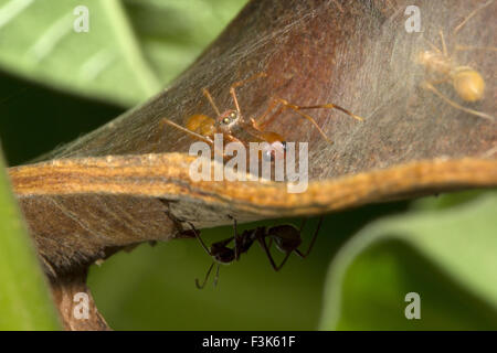 Ant mimic spider, Myrmarachne sp, Salticidae, Bangalore , India Foto Stock