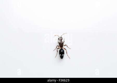 Ant, Bangalore , India Foto Stock