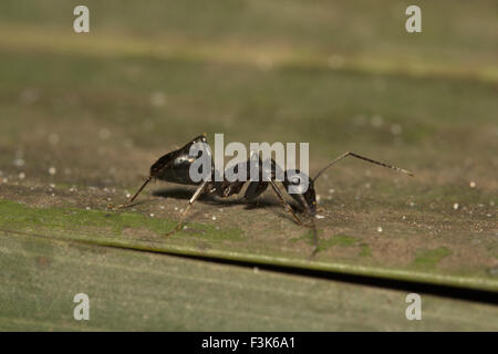 Ant, Bangalore , India Foto Stock