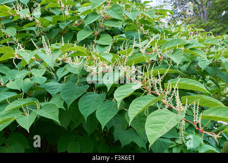 Blooming Knotweed Sakhalin o Fallopia sachalinensis in autunno Foto Stock