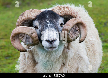 Testa con grandi corna di pecora (Buck - ram) sull'Isola di Skye in Scozia. Foto Stock