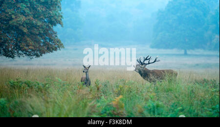 Un cervo rosso cervo, Cervus elaphus, soffietti fuori come una femmina del cervo orologi durante la routine di Richmond Park. Foto Stock