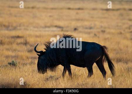 Silhouette di gnu, Connochaetes taurinus, il Masai Mara riserva nazionale, Kenya, Africa Foto Stock