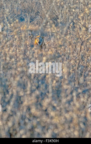 Maschio di leone africano, Panthera leo, nascosto nel sottobosco spinoso, il Parco Nazionale di Etosha, Namibia, Africa occidentale Foto Stock