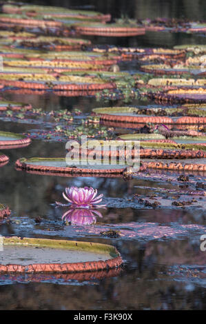 Waterlilies gigante, Victoria amazonica, in precedenza chiamato Victoria Regia, Panantal, Mato Grosso, Brasile, Sud America Foto Stock