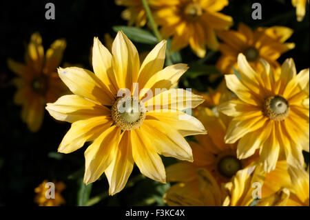 Rudbeckia hirta fiori o Prairie Sun, noto anche come Gloriosa Daisy o black-eyed Susan fotografato in tarda stagione di crescita Foto Stock