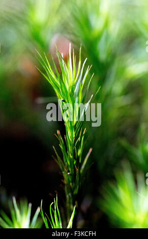 Heath Star Moss Campylopus introflexus macro Foto Stock