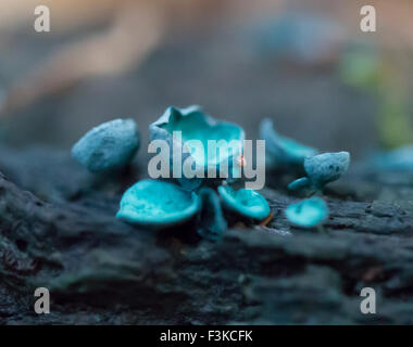 Coppa verde Elf Chlorociboria Aeruginascens Foto Stock