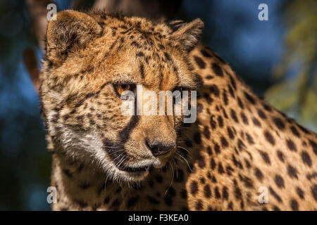 Primo piano ritratto di un Cheetah in un albero Foto Stock