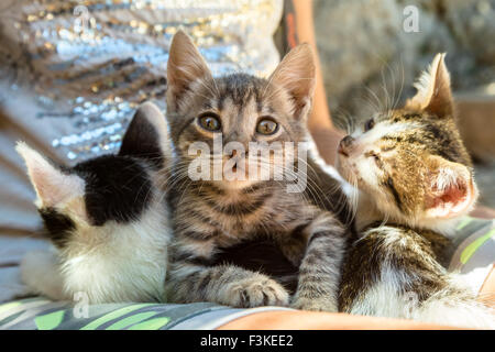 Tre simpatici gattini Foto Stock