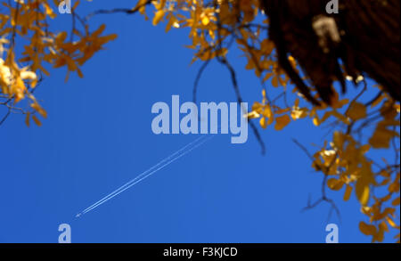 Ejina. 8 Ott, 2015. Foto scattata il 8 ottobre, 2015 mostra il deserto pioppo (populus euphratica) foresta in Ejina Banner, a nord della Cina di Mongolia Interna Regione Autonoma. © Zhao Peng/Xinhua/Alamy Live News Foto Stock