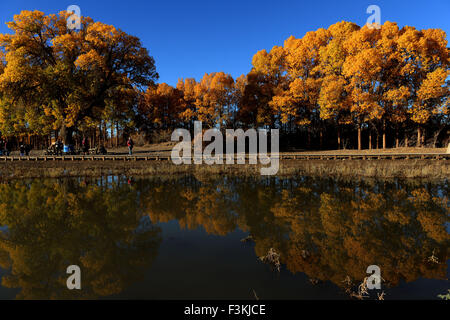 Ejina. 8 Ott, 2015. Foto scattata il 8 ottobre, 2015 mostra il deserto pioppo (populus euphratica) foresta in Ejina Banner, a nord della Cina di Mongolia Interna Regione Autonoma. © Zhao Peng/Xinhua/Alamy Live News Foto Stock