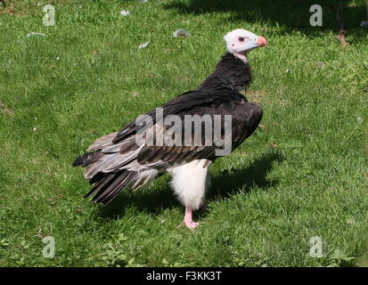 African White-headed Vulture (Trigonoceps occipitalis) Foto Stock