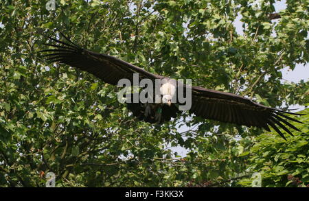 Rüppell africani il Vulture (Gyps rueppellii) in volo, venendo verso la telecamera Foto Stock