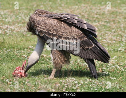 Bambini africani di Rüppell Vulture (Gyps rueppellii) alimentazione di carogne di carne. Foto Stock