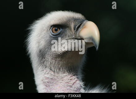 Rüppell africani il Vulture (Gyps rueppellii) extreme close-up di testa e il becco, di fronte alla fotocamera Foto Stock