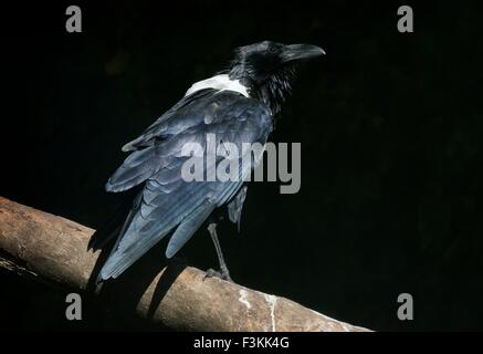 African Pied crow (Corvus albus), un corvo di piccole dimensioni native raven nell Africa sub-sahariana Foto Stock