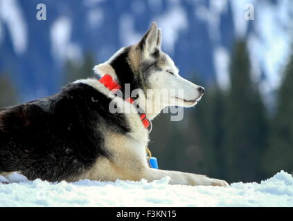 Siberian Husky cane rosso indossa collana ritratto e sfondo con cielo nuvoloso Foto Stock