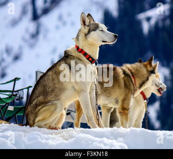 Siberian Husky cani indossando collana rosso ritratto e sfondo con cielo nuvoloso Foto Stock
