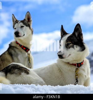 Siberian Husky cani indossando collana rosso ritratto e sfondo con cielo nuvoloso Foto Stock