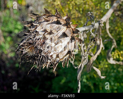 Autunno teste di seme di Cynara cardunculus o il cardo, noto anche come il carciofo cardo, cardone, cardoni, carduni o cardi. Foto Stock