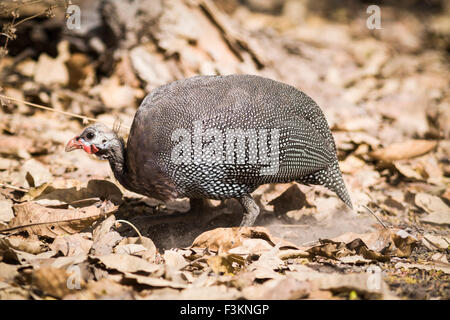 Helmeted faraone (Numida meleagris) rovistando nella figliata di foglia, Niokola-Koba National Park, Senegal Foto Stock