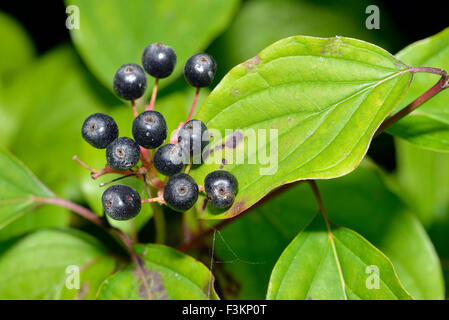 Bacche di corniolo - Cornus sanguinea calcareo boccola di scrubbing Foto Stock