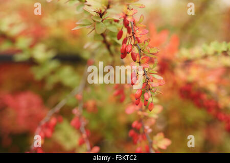 Bacche di Crespino sulla boccola in autunno Foto Stock