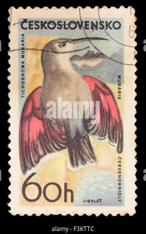 La Cecoslovacchia - circa 1965: un francobollo stampato in Cecoslovacchia mostra un picchio muraiolo, Tichodroma muraria Foto Stock
