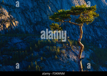 Albero di pino a sunrise in Nissedal, Telemark fylke, Norvegia. Foto Stock