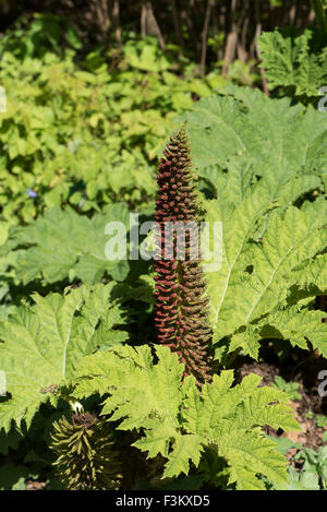 Gunnera tinctoria, Rabarbaro gigante, in crescita in coltura, Surrey, Regno Unito. Ju Foto Stock