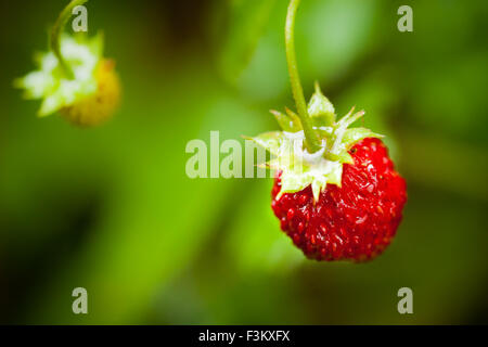 Fragole selvatiche, Fragaria vesca, in estate, a Krapfoss vicino al lago Vansjø in Moss kommune, Østfold fylke, Norvegia. Foto Stock