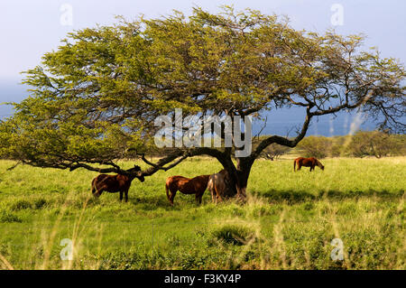 I cavalli in Baia Puakea Ranch. Situato sulla punta nord della Grande Isola delle Hawaii, 3 miglia a sud del centro storico di Hawi, Foto Stock