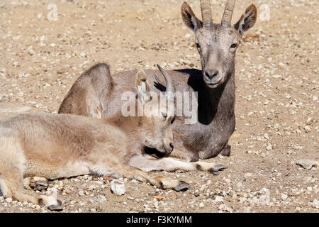 Stambecco siberiano amore Foto Stock