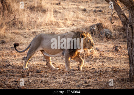 Leone asiatico aggirava (Panthera leo persica) in GIR forest, Gujarat, India. Foto Stock